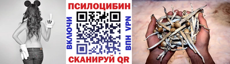 mega tor  Моздок  Галлюциногенные грибы Psilocybe 